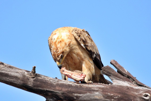 Southern Tawny Eagle