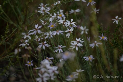 Asterothamnus centrali-asiaticus