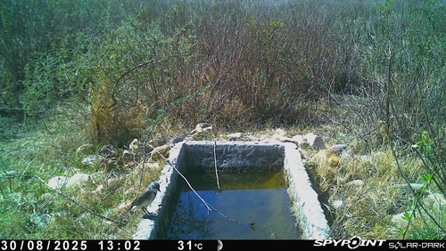iNaturalist image