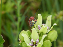 Tetraopes texanus