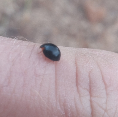 Flashlight Shield Lady Beetle