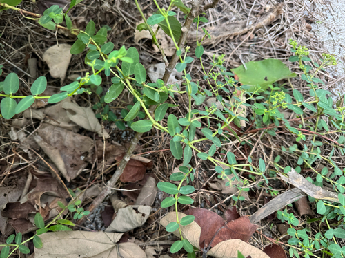 Euphorbia atoto observed 2026-09-10