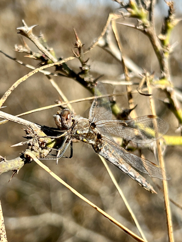 Variegated Meadowhawk