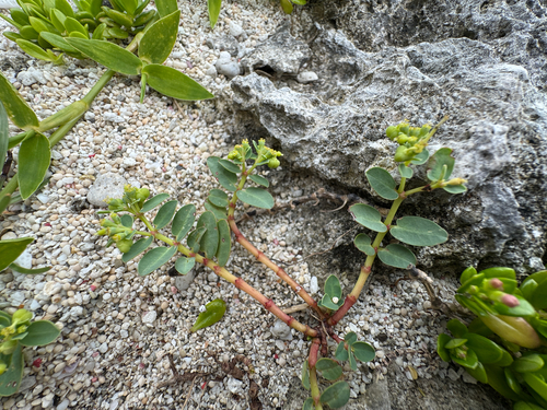 Euphorbia atoto observed 2026-09-10