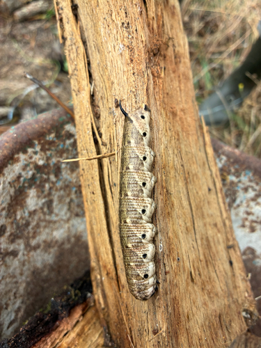 Convolvulus Hawkmoth