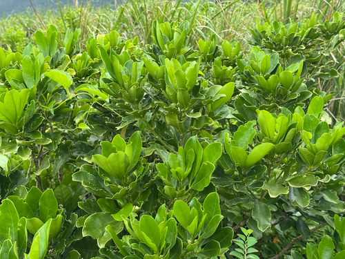 Melicope triphylla observed 2026-09-10