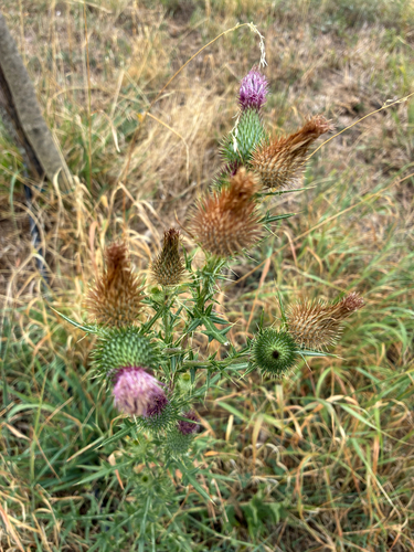 Bull Thistle