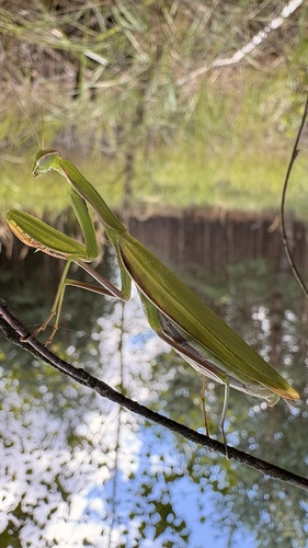 European Mantis
