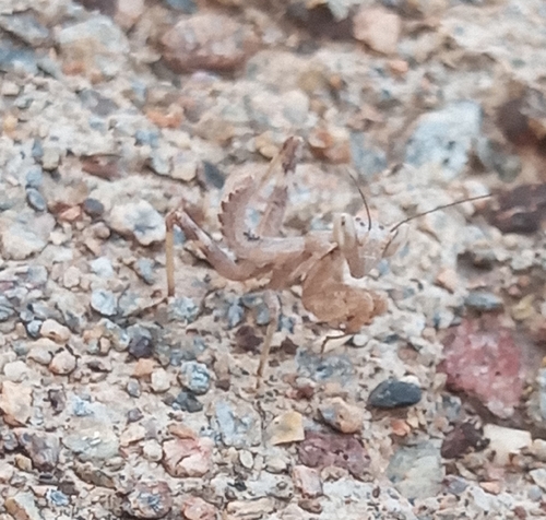 European Dwarf Mantis