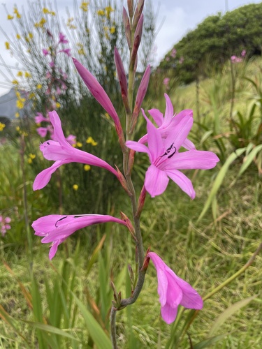 Watsonia borbonica, photograph 6