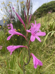 Watsonia borbonica, photograph (c) Cricket Raspet, some rights reserved (CC BY)