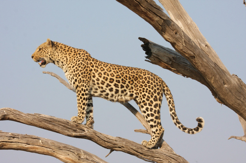 African Leopard