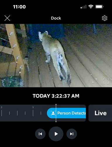 Bobcat