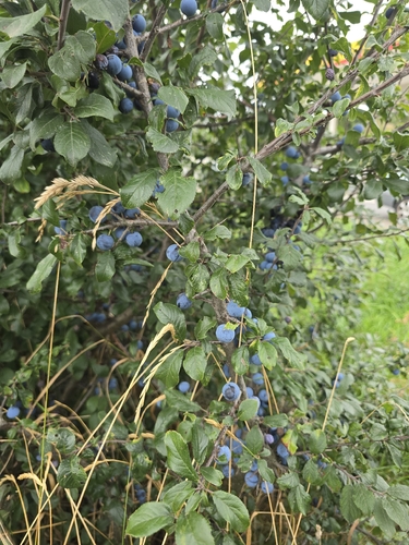 Blackthorn
