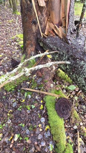 European Dyer's Polypore
