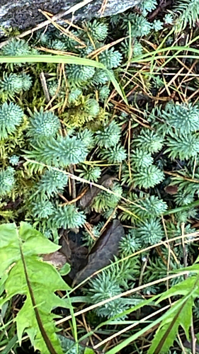 Rock Stonecrop