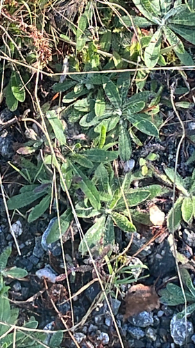 mouse-eared hawkweed