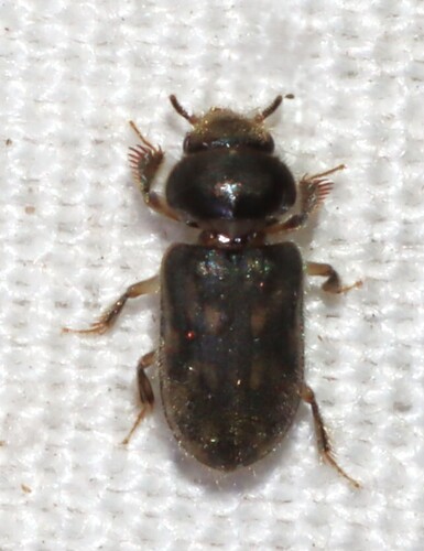 Heterocerus fenestratus