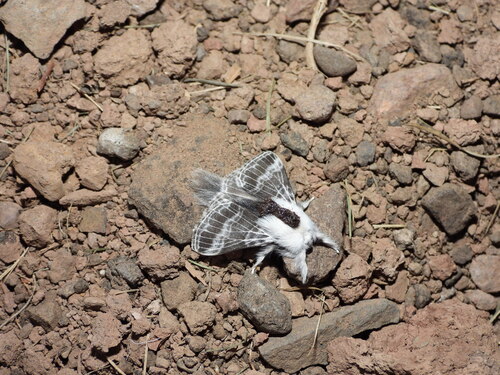 Large Tolype Moth photo 5