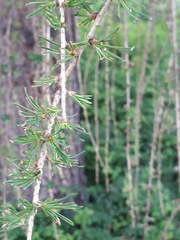 Larix decidua