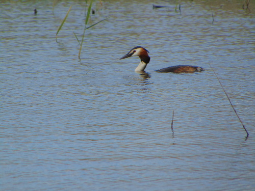 iNaturalist image