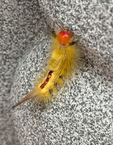 White-marked Tussock Moth