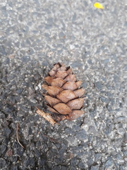 Larix decidua