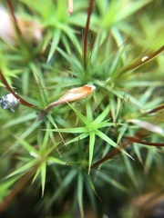 Polytrichastrum ohioense