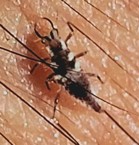 Red-lipped Green Lacewing