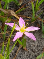 Sabatia stellaris