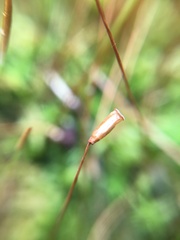 Polytrichastrum ohioense