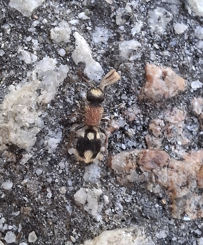 Ronisia ghilianii