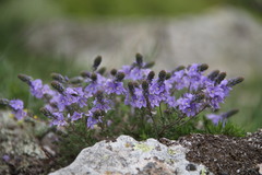 Veronica taurica