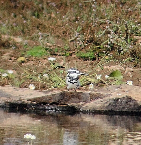 iNaturalist image