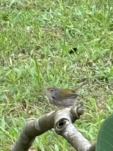 Common Tailorbird