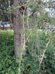 Larix decidua