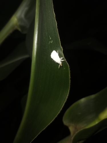 Swan Moth