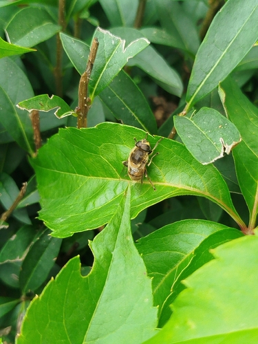 Common Drone Fly