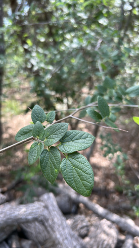 netleaf hackberry