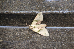 Callambulyx tatarinovii