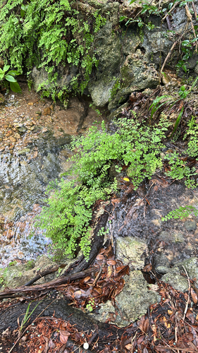 black maidenhair fern