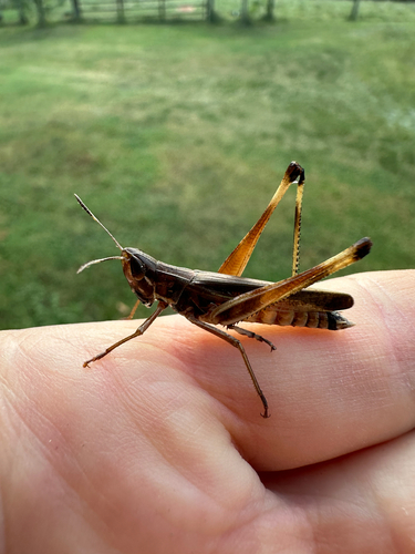 Admirable Grasshopper