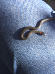 Diadophis punctatus vandenburgii