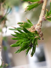 Larix decidua