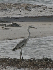 Ardea cinerea monicae