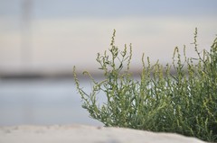 Atriplex littoralis