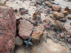 Crassula sericea