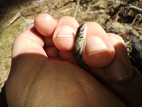 Sand Lizard