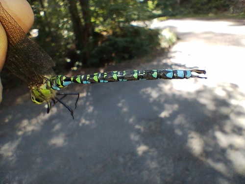 Southern Hawker