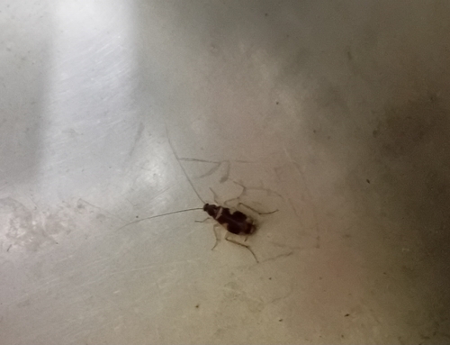 Brown-banded Cockroach